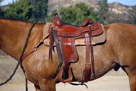 How To Put On A Saddle And Bridle Properly Dummies