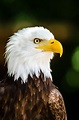Bald eagle kicks off breeding season with greater population ...