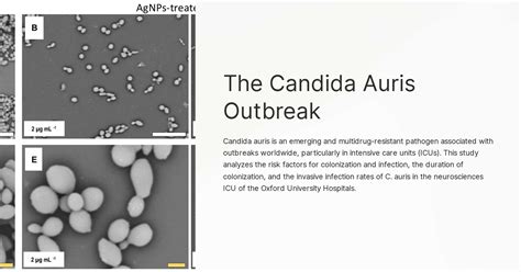 The Candida Auris Outbreak