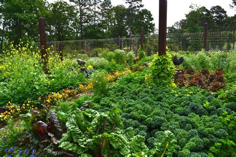 Design A Beautiful Edible Garden Inspiration Plantas Companheiras