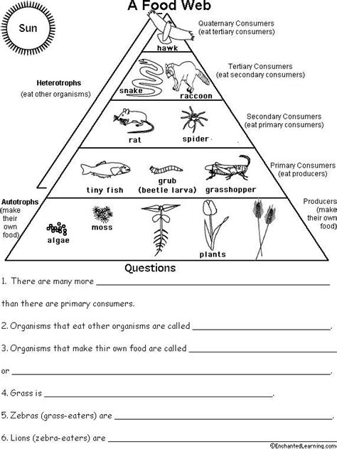 Fox perch heron frog small fish newt slug diving beetle water fleas insect land plants tiny water plants a name two producers in the food web. Ecological Pyramid Worksheet Food pyramid, food chains and ...
