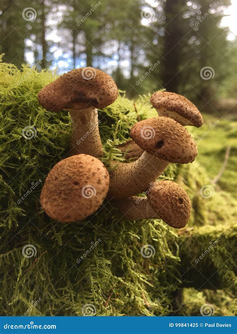 Wild Mushrooms In Moss Stock Image Image Of Growing 99841425