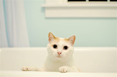 What You Need To Know About Bathing Your Cat