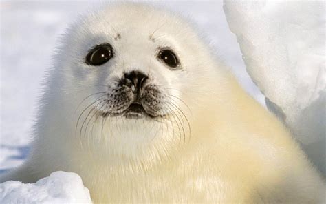 Baby Animal Seals Wallpapers Wallpaper Cave