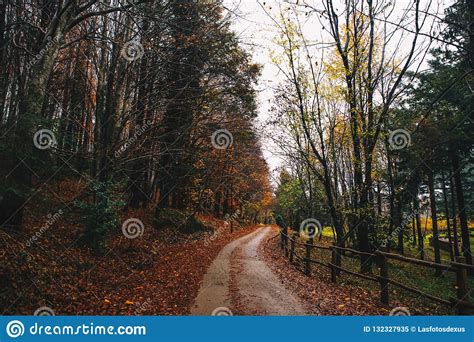 Autumn Forest Background Of Germany Stock Image Image Of