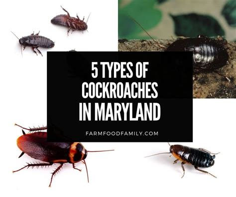 Types Of Cockroaches In Maryland How To Identify And Get Rid Of Them