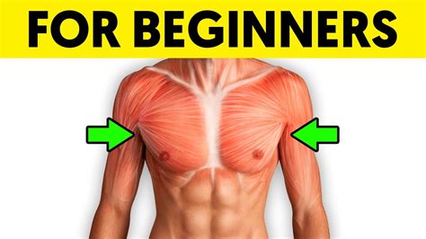 Best Way To Build Up Your Chest Muscle If Youre A Beginner Youtube