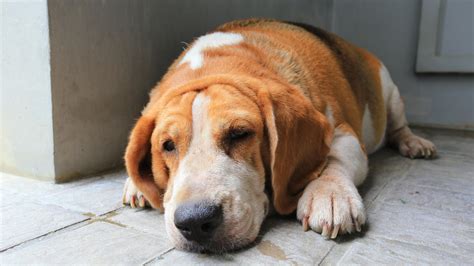 Obesity in dogs is an epidemic, and a. How your fat, lazy dog has cracked the easy life | News ...
