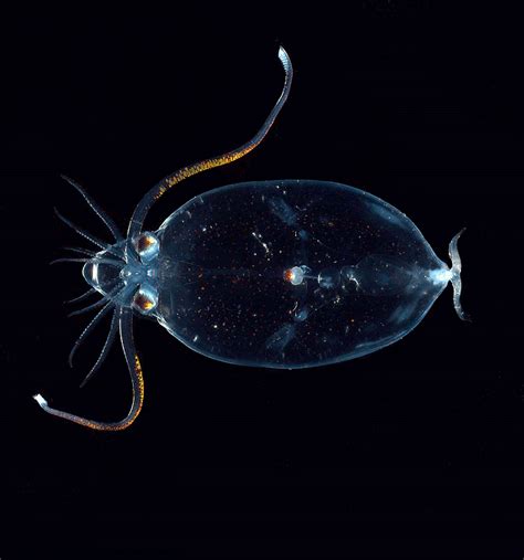 Glass Squid L Amazing Cephalopod Our Breathing Planet