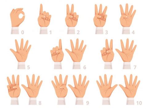 Números De Gesto De Mãos Dedos E Palma Humana Mostram Números Diferentes Cartum Ilustração