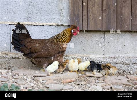 Domestic Fowl Gallus Gallus F Domestica Hen With Chicks At A Stable