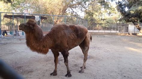 Karachi Zoo Garden 2018 Youtube