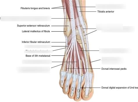 Dorsal Foot Muscles Diagram Quizlet