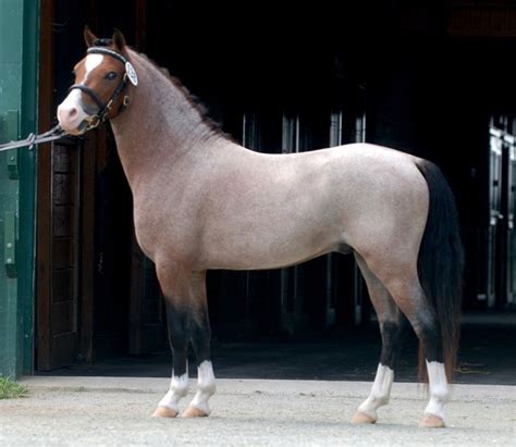 Bay Roan Welsh Mountain Pony Stallion Cherubs Casanova Hh