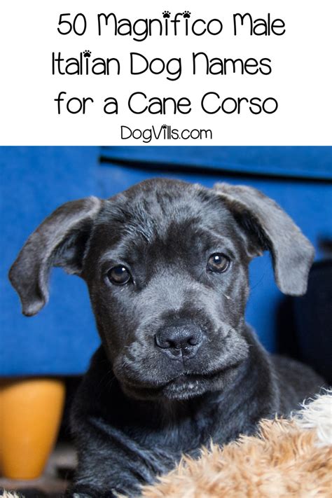 The most popular one for sure is the neopolitan mastiff, italian greyhound, spinone italian, italian greyhound, the. Top 100 Italian Dog Names for Cane Corso Puppies ...