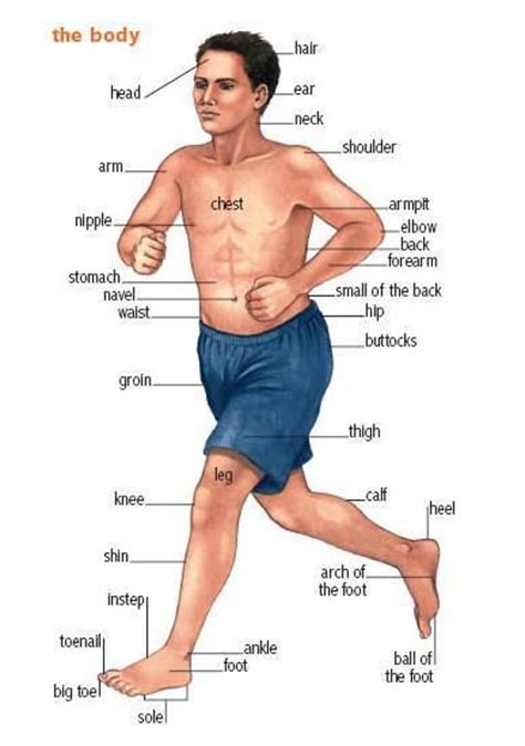 ⬤ our internal organs in english. Parts of the body | English | Pinterest | The o'jays and ...