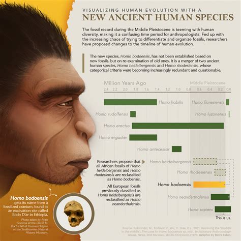 Visualizing Human Evolution With A New Ancient Human Species Sri Lanka