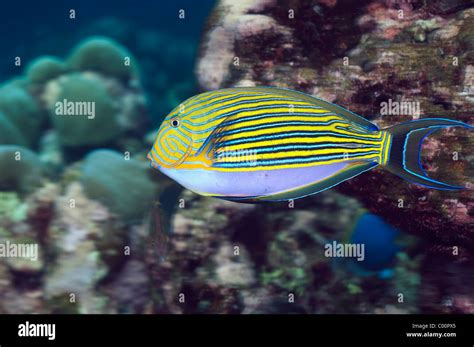 Yellow Striped Fish Stock Photos And Yellow Striped Fish Stock Images Alamy