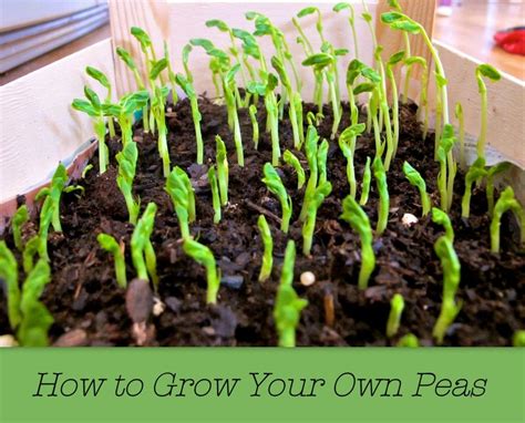 Growing Peas How To Plant Care And Harvest Your Garden Peas