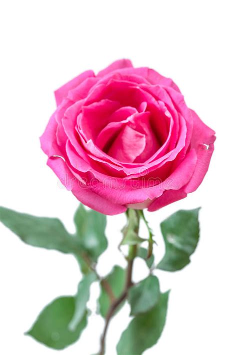 Pink Rose Isolated Stock Image Image Of Bright Natural 52709165