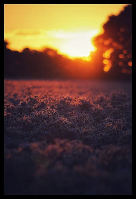 Soft Sunset Borage Field Richard March Flickr
