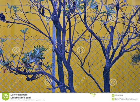Turning Into A Tree Royalty Free Stock Image 69261214