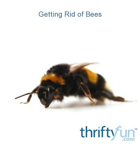 One entrance is under the driveway where it enters the there are shrubs all along the back of the house and the wasp invasion killed about half of them. Getting Rid of Bees | ThriftyFun