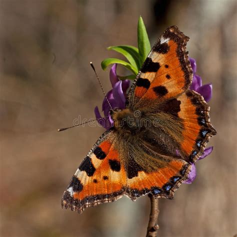 Small Tortoiseshell Aglais Urticae Stock Photo Image Of Aglais