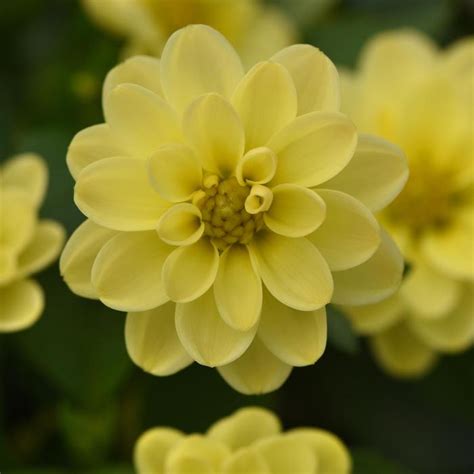 Dahlia Yellow Dahlia From George Didden Greenhouses Inc