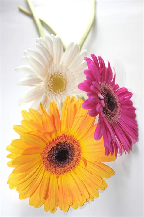 Interesting Facts About Gerbera Daisies Flower Press