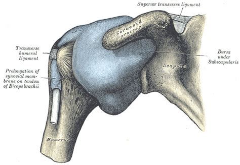 Anatomy Shoulder And Upper Limb Muscles Statpearls Ncbi Bookshelf