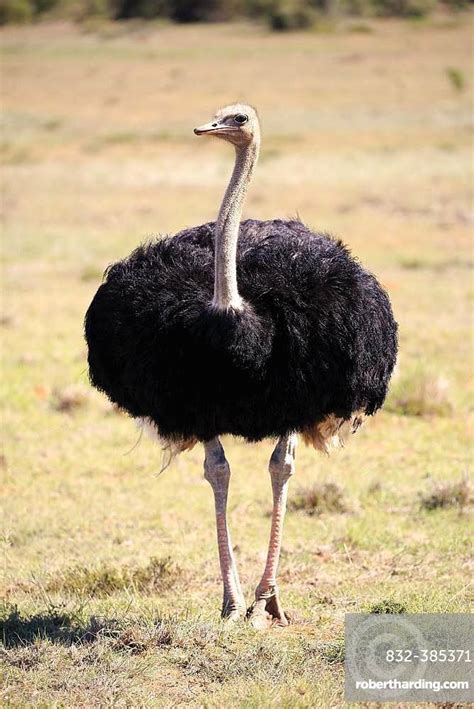 South African Ostrich Struthio Camelus Stock Photo