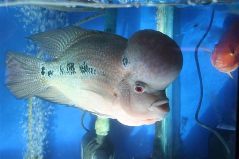 Tumor Tumor Fish
