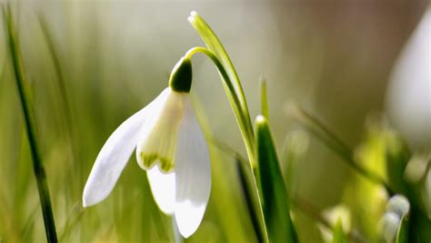 Spring Is Here Snowdrop Hd Wallpaper 4k Free Image 3840x2160
