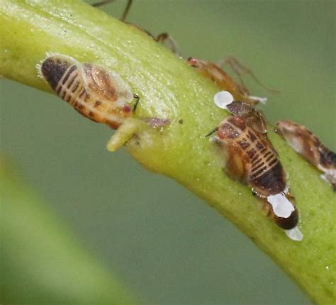 Asian Citrus Psyllid Diaphorina Citri Bugguidenet