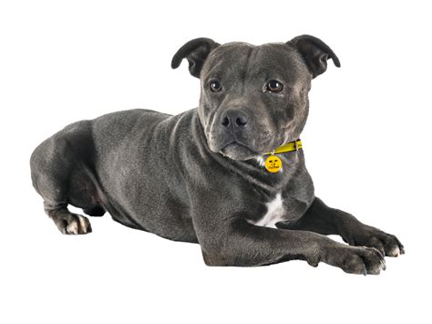 Staffordshire Bull Terrier Rehoming Rescue Dog Dogs Trust