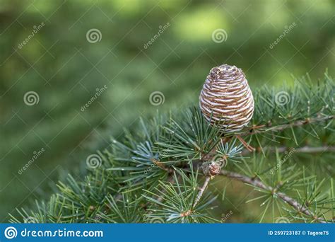 Pine Tree Branch With Pine Cone Stock Image Image Of Coniferous