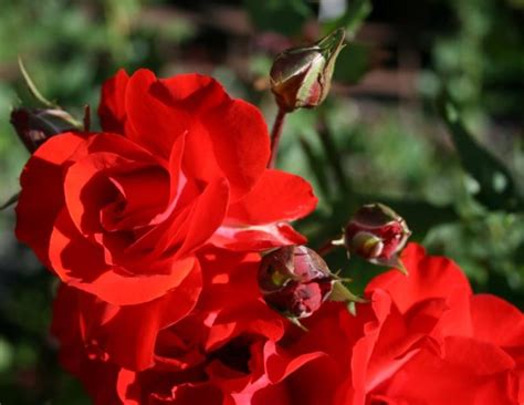 Hedging Rose Floribunda Satchmo 175mm Pot Dawsons Garden World