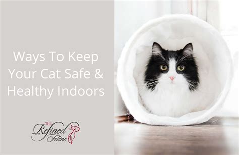 Ways To Keep Your Cat Safe And Healthy Indoors The Refined Feline