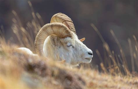 Photographing Dall Sheep In Alaska By Jerry Herrod Mission Alaska