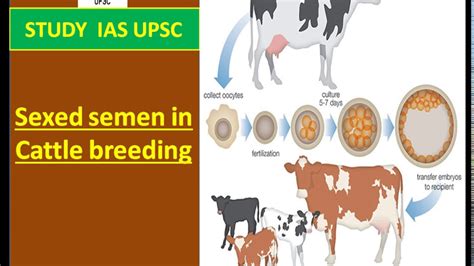Sexed Semen In Cattle Breeding For Upscsscsbirbiibpsrailwayspcs