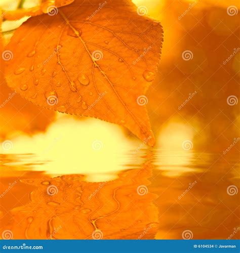Autumn Leaves Reflecting In Water Stock Photo Image Of Macro River