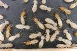 Pictures of Termite Barrier Redlands