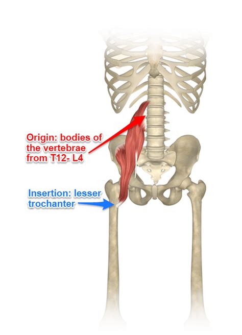 The Psoas Muscle Where It Attaches And Its Function Yoganatomy