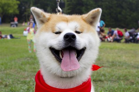 Akita Inu Dog Smiling This Is A Real Photo From Akita Dog Flickr