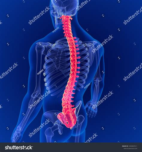 3d Illustration Human Skeleton Vertebral Column Stock Illustration