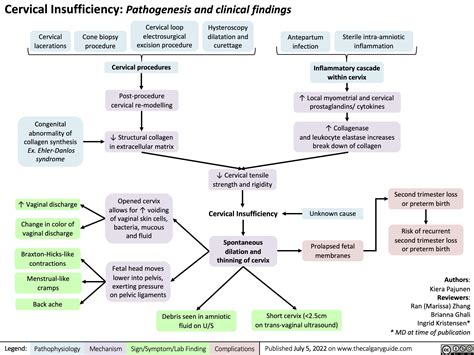 Cervical Insufficiency Pathogenesis And Clinical Findings Calgary Guide