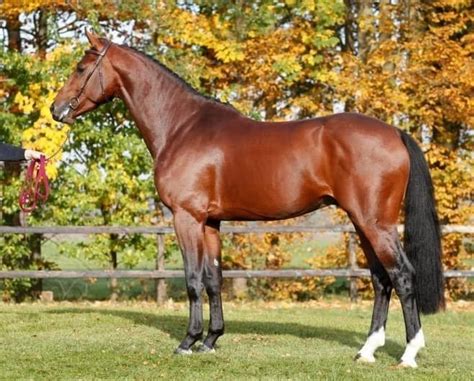 Top 10 Most Expensive Horse Breeds Market Price Pickytop