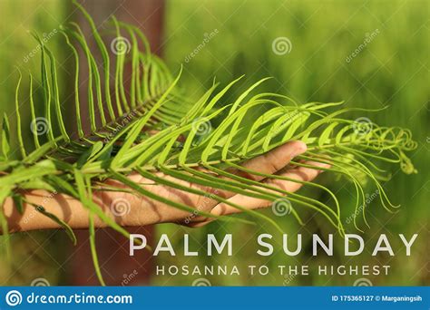 Palm Sunday Hosanna To The Highest Palm Sunday Concept With Green