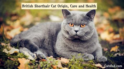 British Shorthair Cat Origin Care And Health Catsfud